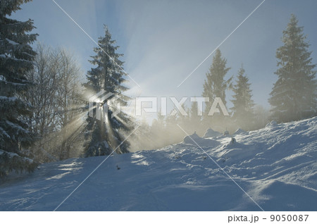 winter forest winter forest 9050087