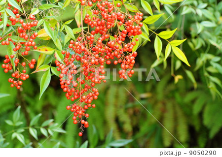 ナンテンの実 9050290