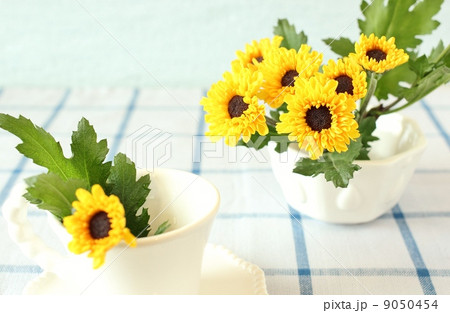 スプレーマム スプレーマム 9050454