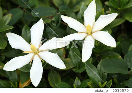 クチナシ 9050679