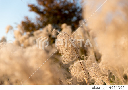 シロガネヨシ 9051302