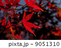 紅葉 9051310