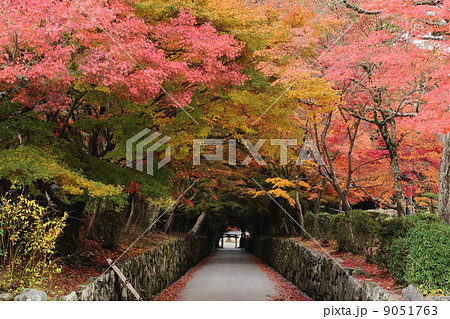 京都　宇治　興聖寺　琴坂の紅葉 9051763