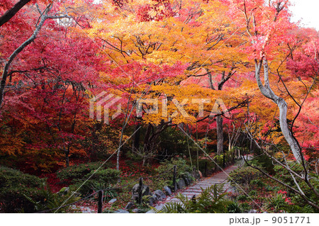 京都　宝筐院の紅葉 9051771