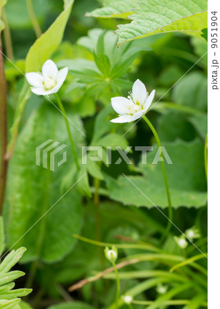 ウメバチソウ 9051904