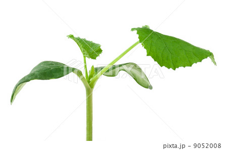 Pumpkin seedling on white background Pumpkin seedling on white background 9052008