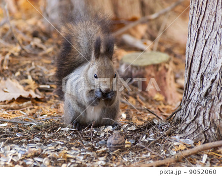 ひまわりの種を食べるエゾリス（中央正面） 9052060