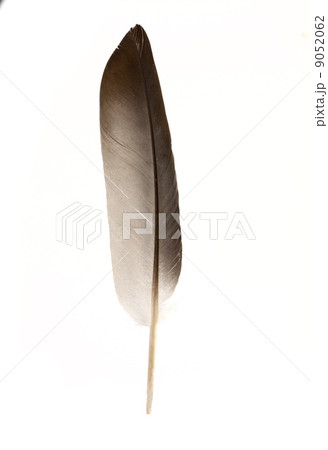 Black feather 9052062