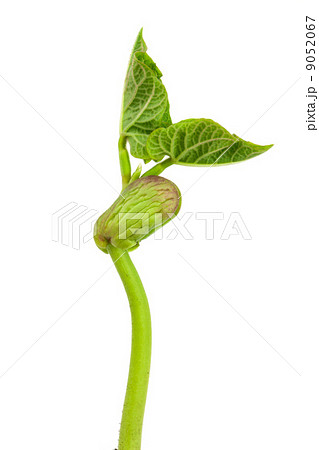 Seedling beans 9052067