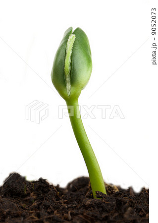 Soy plant 9052073