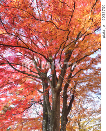 紅葉する楓の大木 9052730