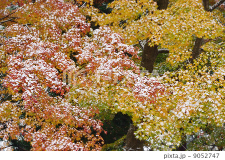 楓の紅葉に雪2 楓の紅葉に雪2 9052747