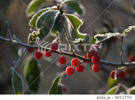 霜とグミの実 9052750