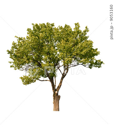 tree tree 9053160