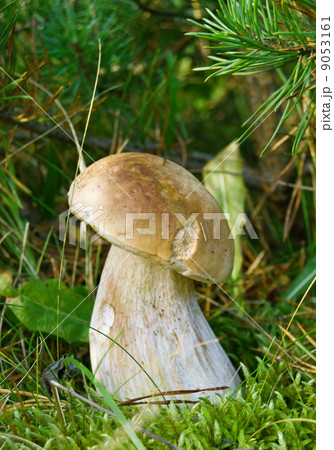 white mushroom 9053161