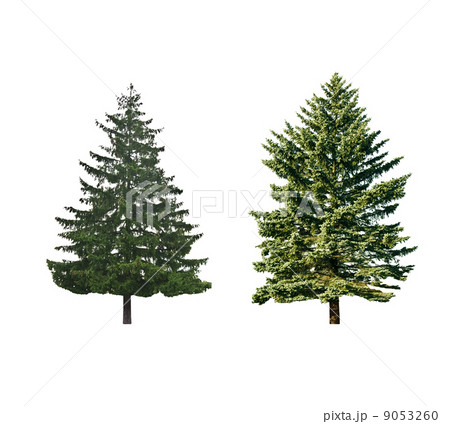 pine trees 9053260