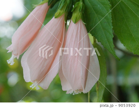 ウナヅキヒメフヨウ　０２ 9053920