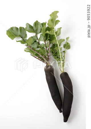 黒大根、 黒大根、 9053922