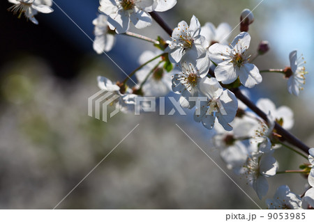 blooms tree branch in spring garden blooms tree branch in spring garden 9053985