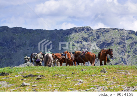 saddled horses in mountains saddled horses in mountains 9054159