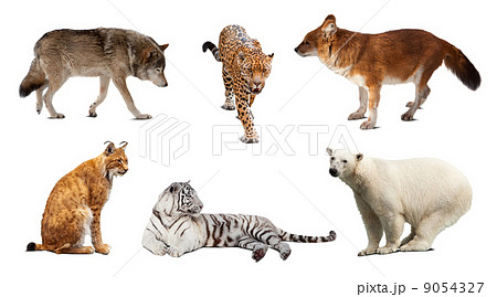 Set of Carnivora mammal. Isolated over white 9054327
