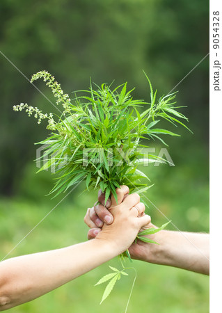 Two hands holding  cannabis 9054328