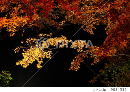 ライトアップされたカエデの紅葉 ライトアップされたカエデの紅葉 9054555