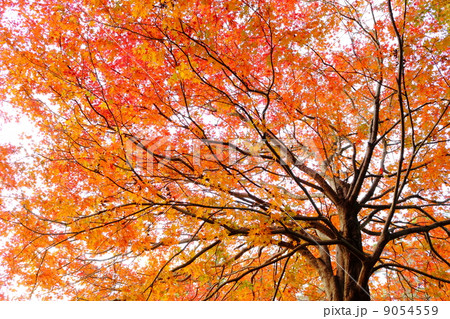 紅葉するカエデの木の写真素材 [9054559] - PIXTA
