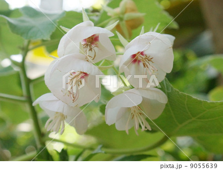 ドンベヤ・ブルゲシアエ ドンベヤ・ブルゲシアエ 9055639