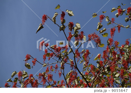 イイギリの実 9055647