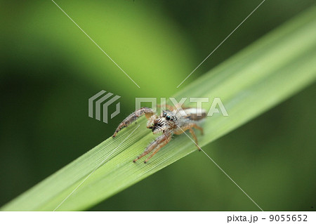 生き物 蜘蛛 ヤハズハエトリの雌 生き物 蜘蛛 ヤハズハエトリの雌 9055652