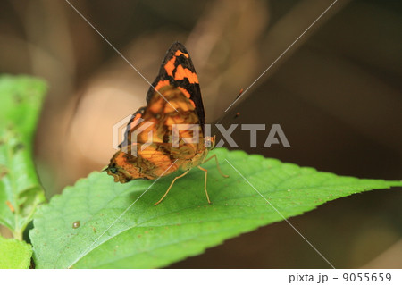 生き物　昆虫　チョウ　キミスジ 9055659