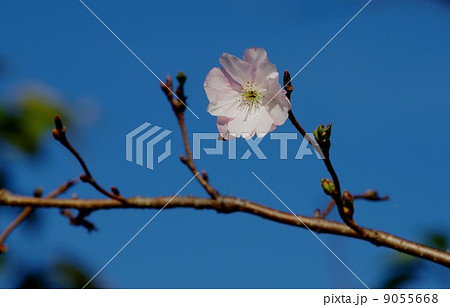 十月桜の花　 9055668