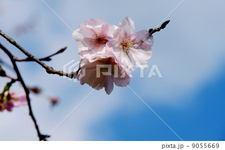 十月桜の花 9055669
