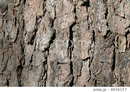 赤松の木肌 9056157