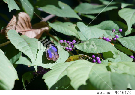 紫燕 蝶です。ムラサキツバメと申します。 紫燕 蝶です。ムラサキツバメと申します。 9056170