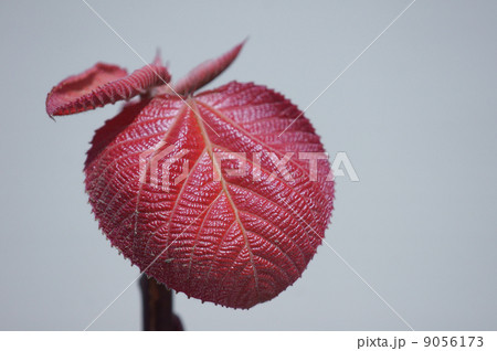 大葉紅槲 アカメガシワとも呼ばれています。 大葉紅槲 アカメガシワとも呼ばれています。 9056173
