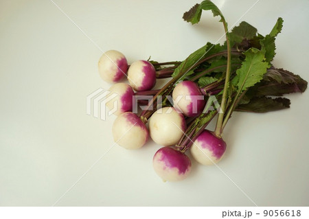 あやめ雪かぶ 9056618