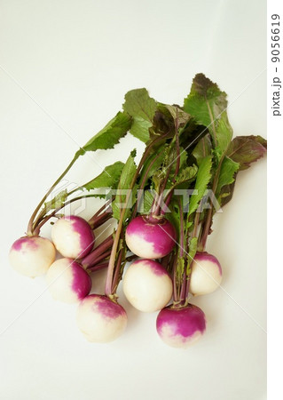 あやめ雪かぶ 9056619