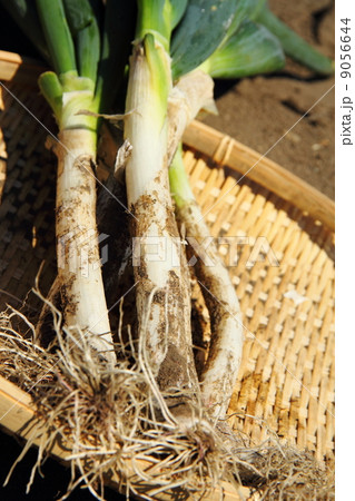 長葱 9056644
