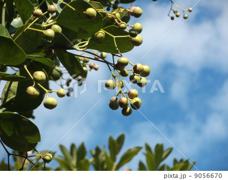 もう直ぐ裂開して橙赤色の仮種皮におおわれた種子を出す未熟なマサキの実 9056670