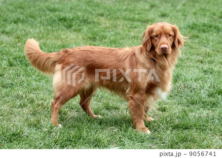 Nova Scotia Duck Tolling Retriever Nova Scotia Duck Tolling Retriever 9056741