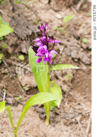 ハクサンチドリ 9056796