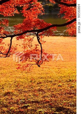 六義園の紅葉 9056864