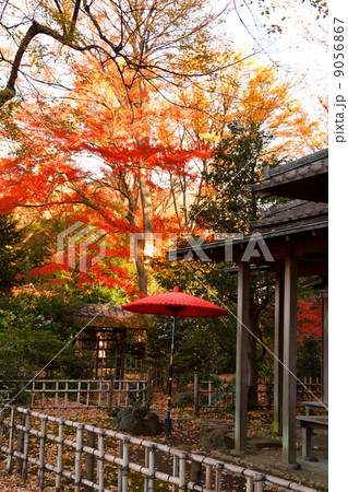 六義園の紅葉 9056867