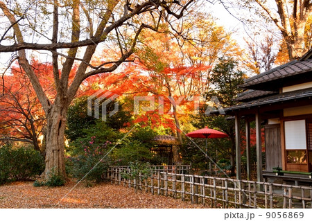 六義園の紅葉 六義園の紅葉 9056869