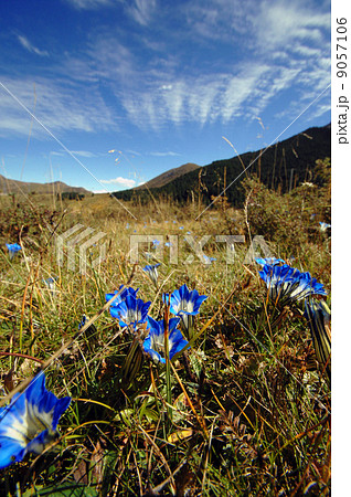 高山の花 9057106