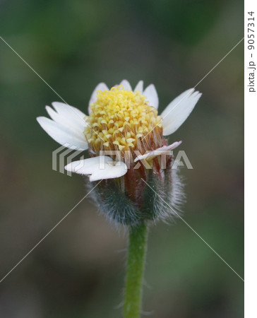 macro yellow grass flower, pollen macro yellow grass flower, pollen 9057314