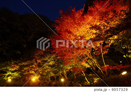 徳川園 紅葉の写真素材