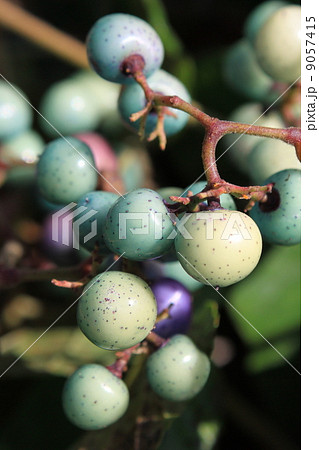 ノブドウの実 9057415